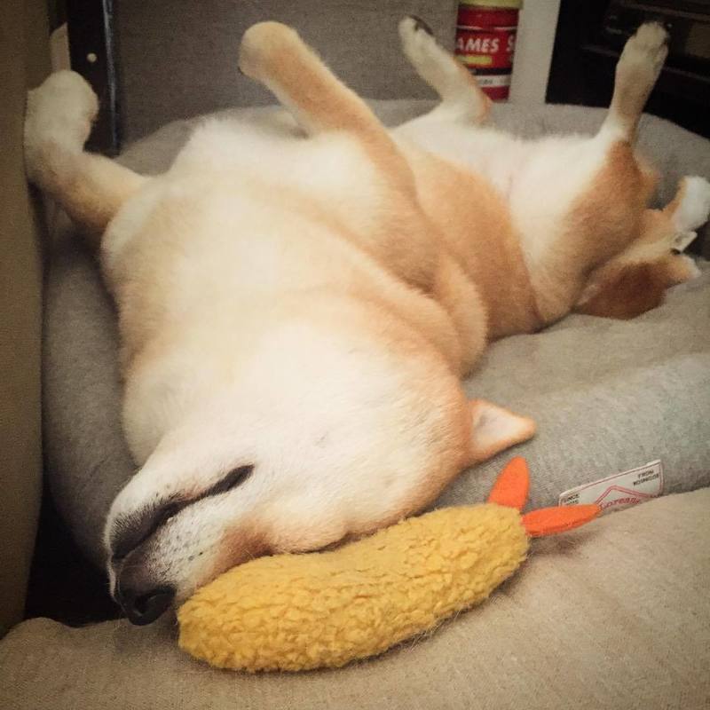Fried Shrimp Tempura Dog Toy